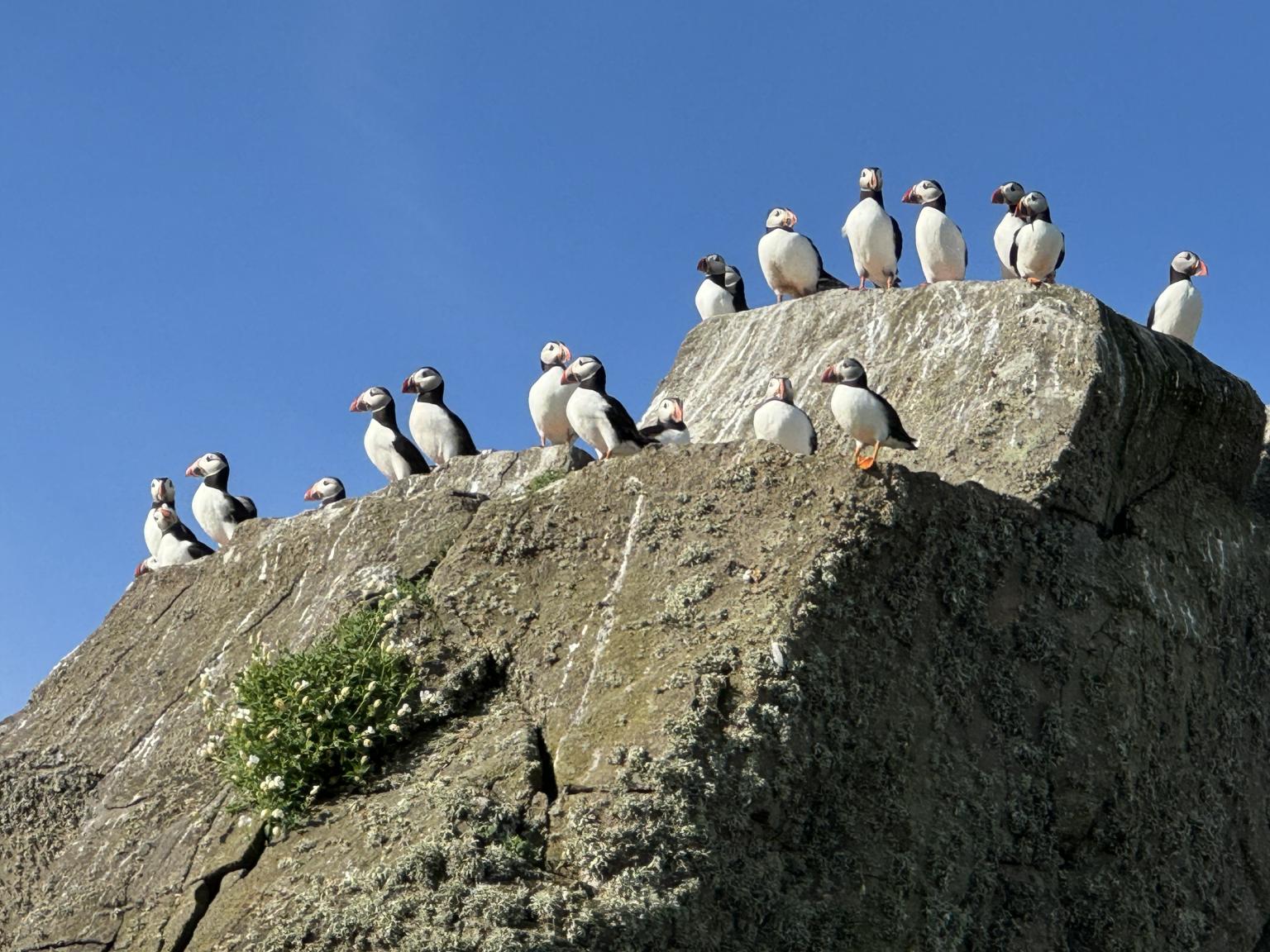 Group of puffins on a rock