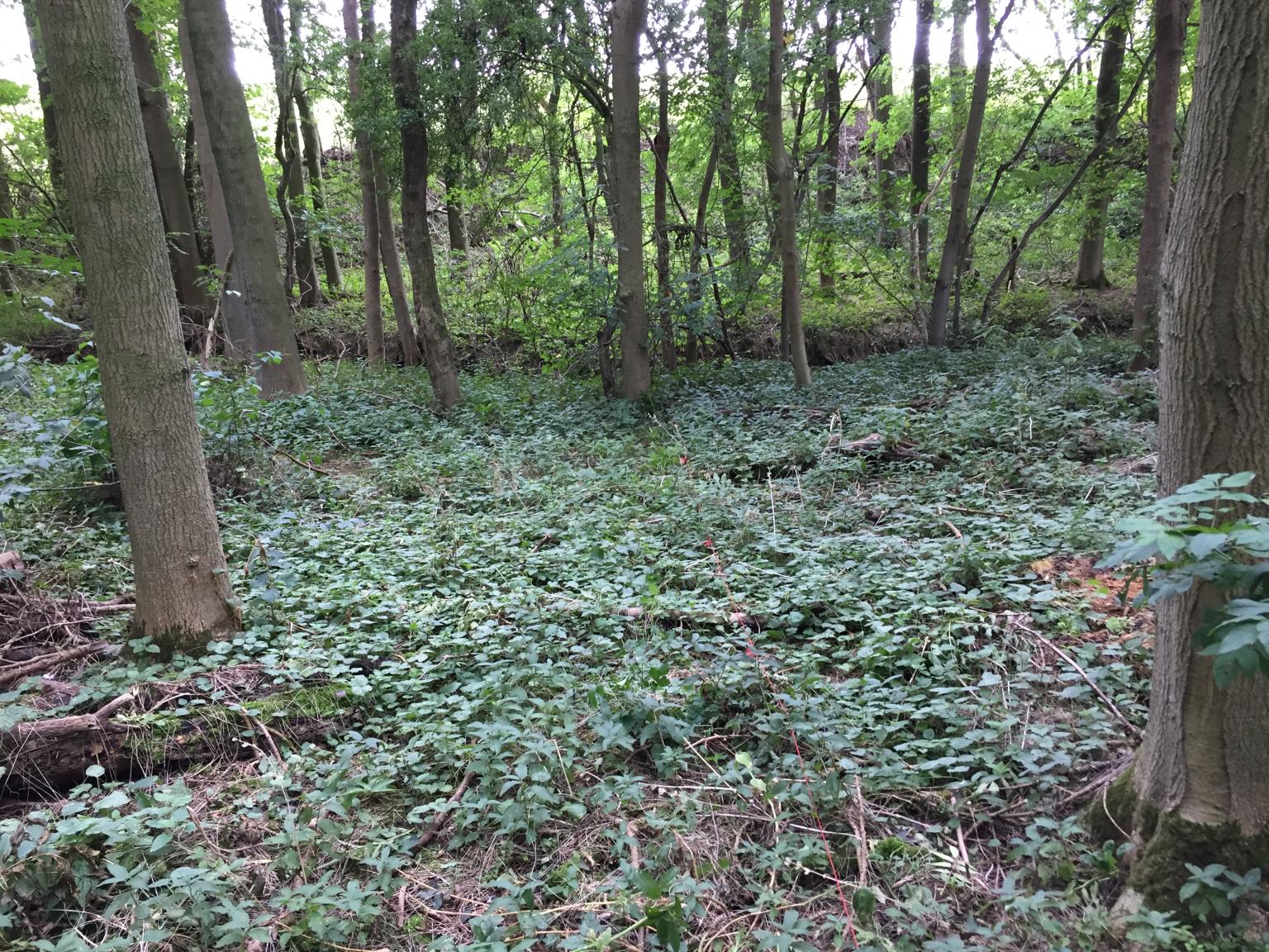 Bramble in woodland