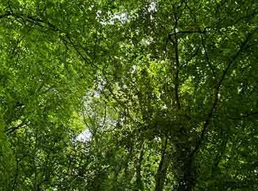 Woodland canopy at Heartwood Forest