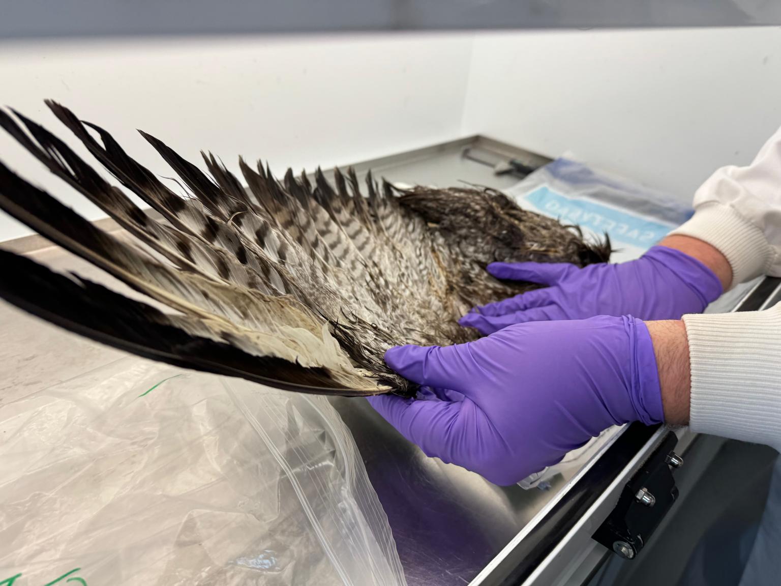 Scientist carrying out a bird autopsy