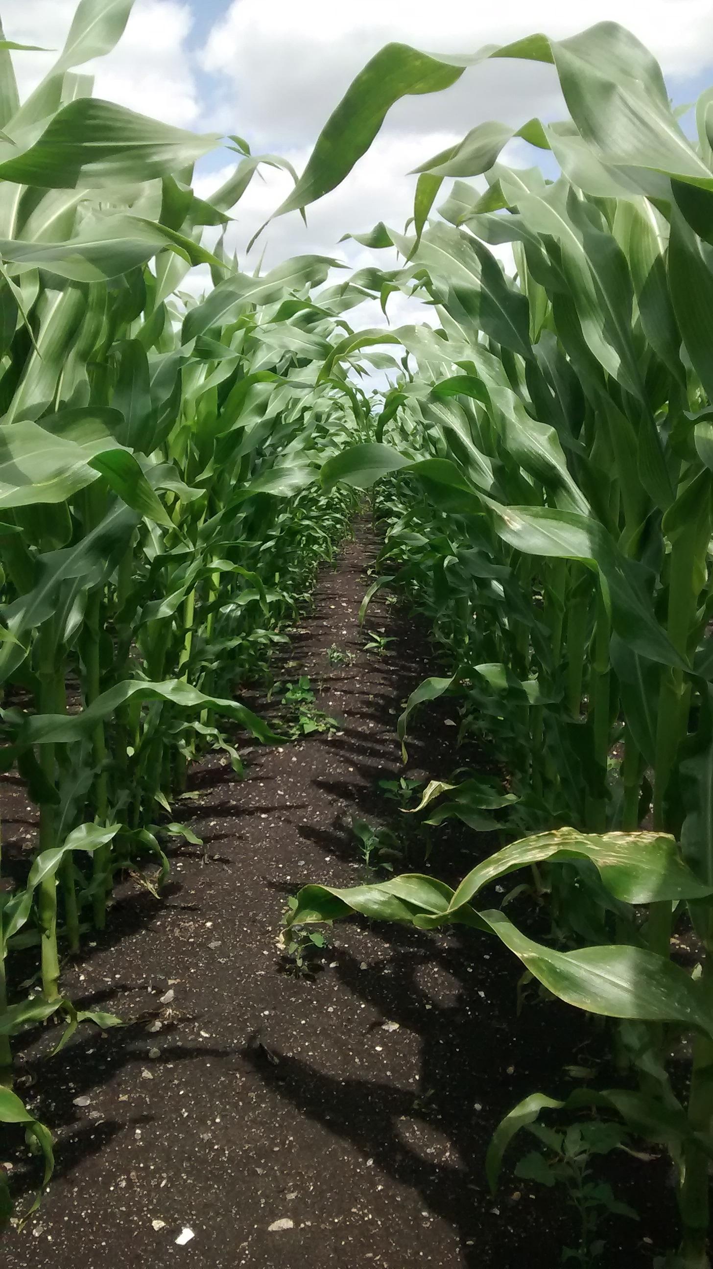 Maize on peatland. Photo: Ross Morrison.