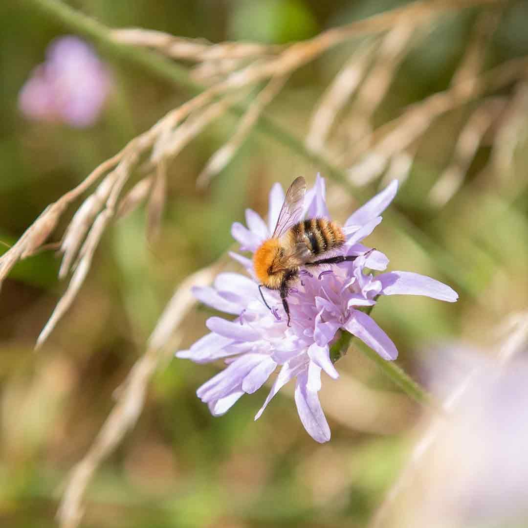 Bee on flower