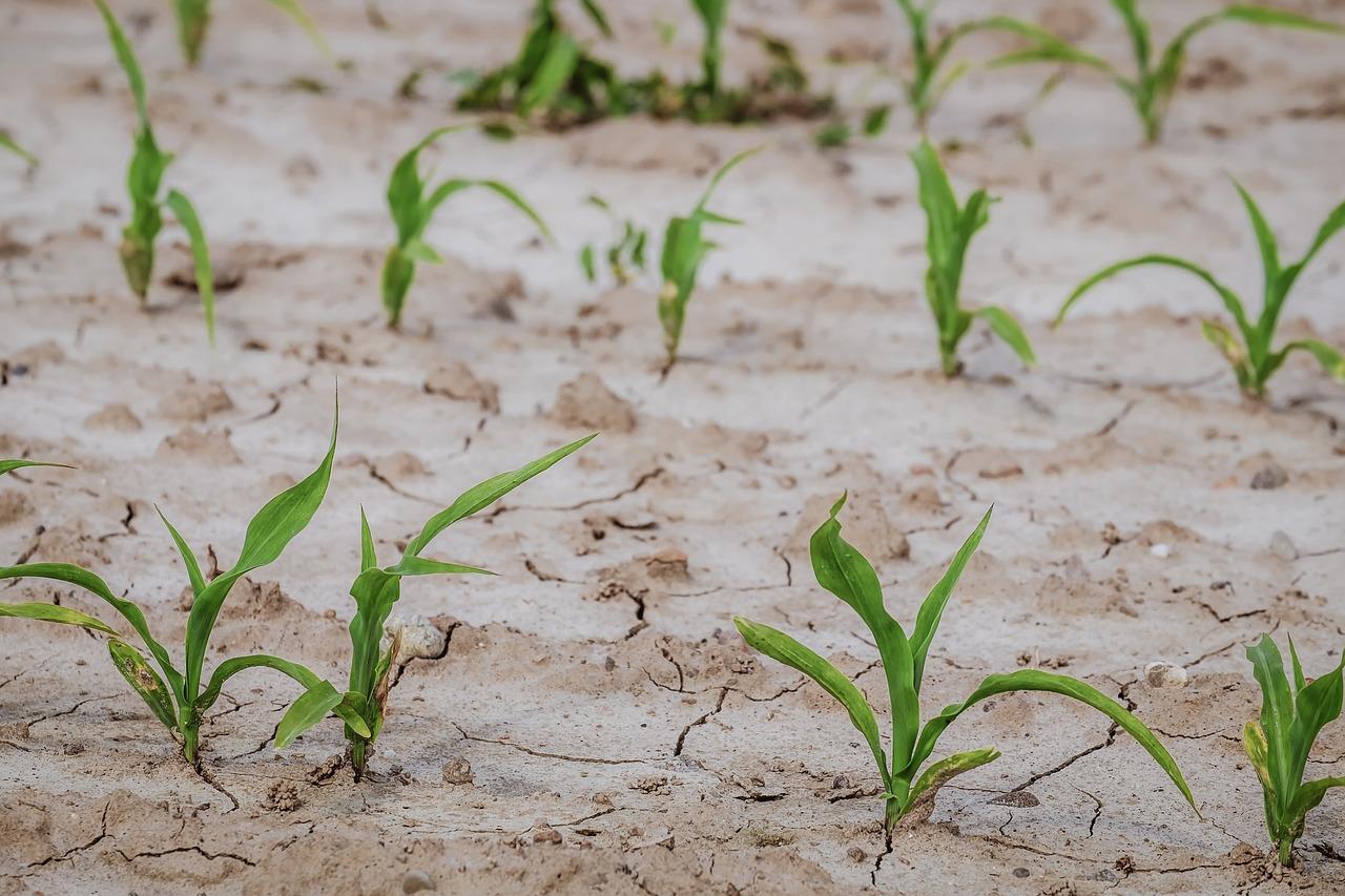 Cornfield in drougnt