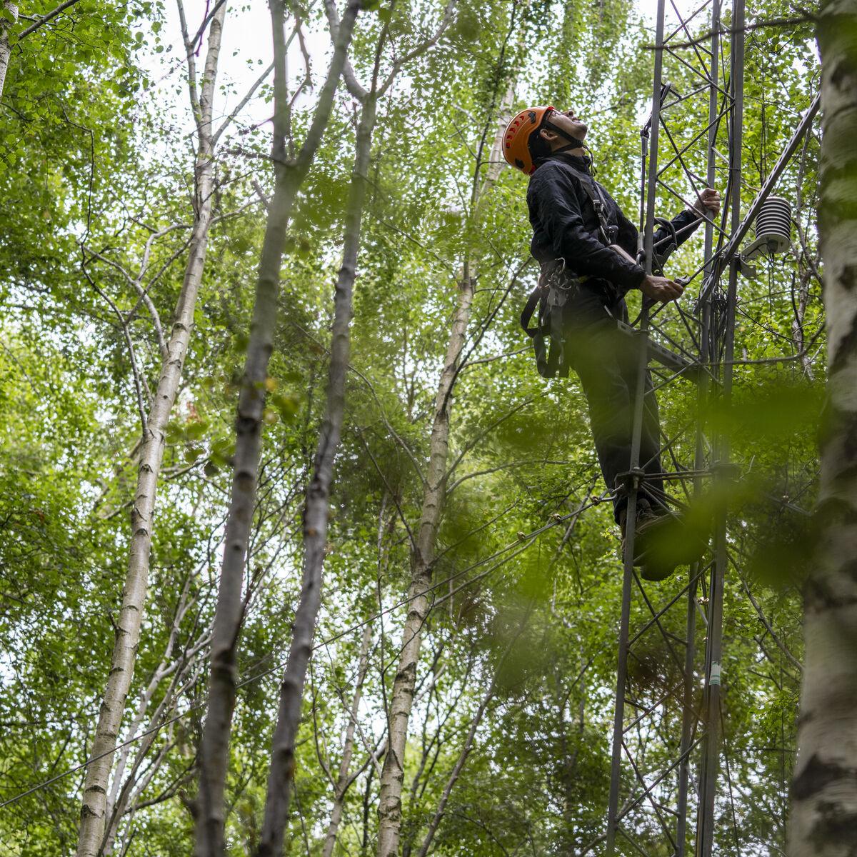 Researcher climbing on tower in woodland