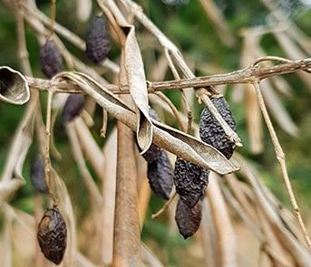 Olive dieback caused by Xylella  Photo: Steven White