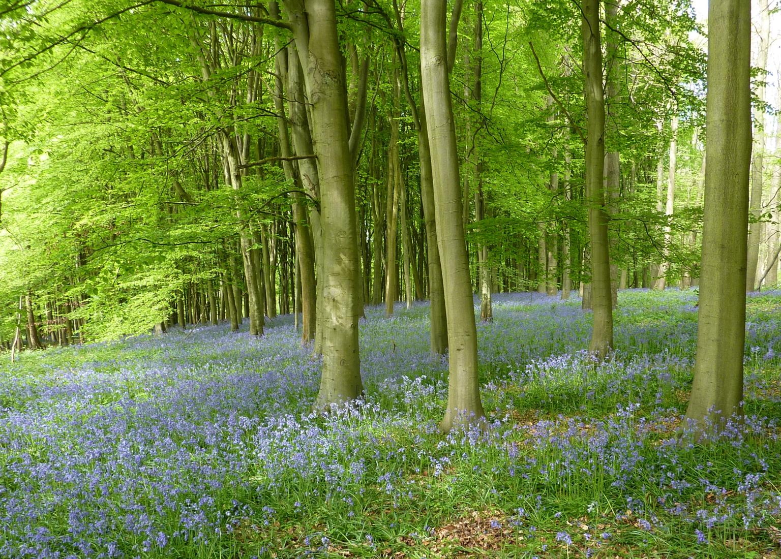 Wytham Woods. Photo: Charles George