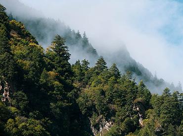 Treetops in a forest