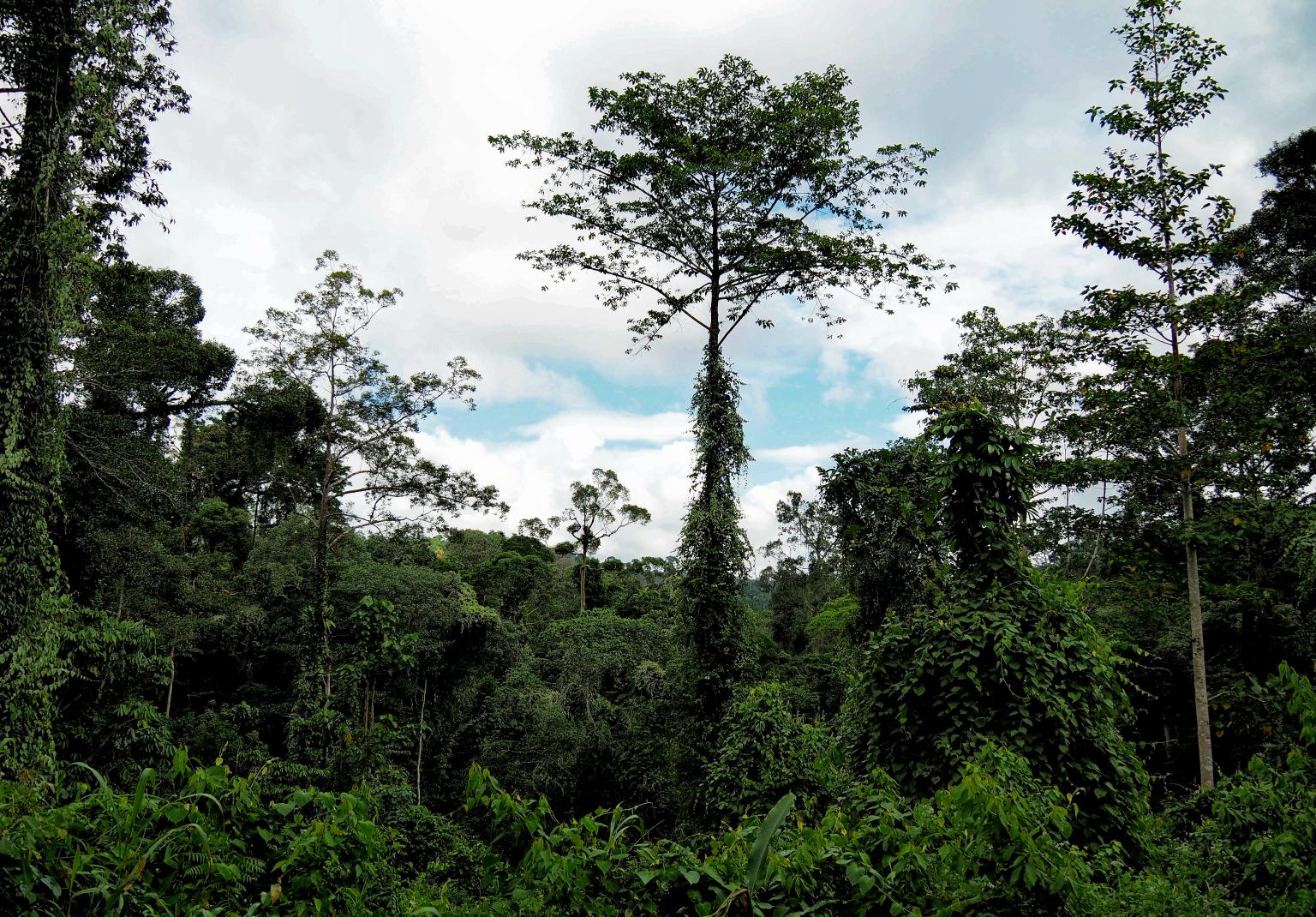 A selectively logged forest. Photo: Robin Hayward