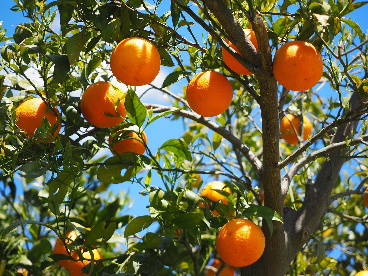 Orange grove. Photo: Pixabay