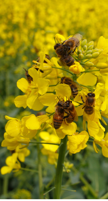 Honeybees on oil seed rape. Photo: Lucy-Hulmes.