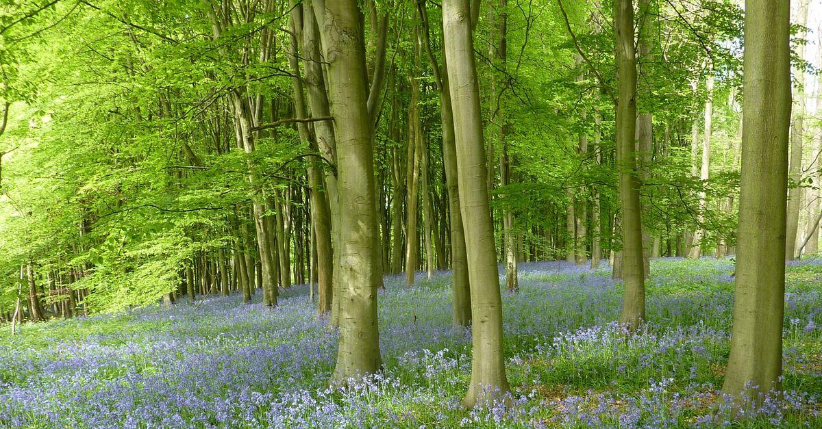 Trees and bluebells