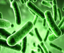 Illustration of bacteria (Shutterstock) 