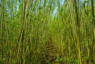 Short rotation coppice willow on farm scale experiment