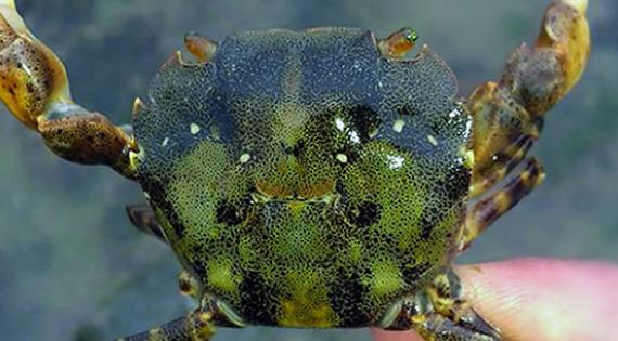 Asian shore crab photo: Burke