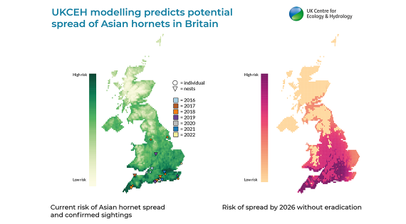 Maps of UK showing current risk and future risk of Asian hornet spread along with confirmed sightings to 2022