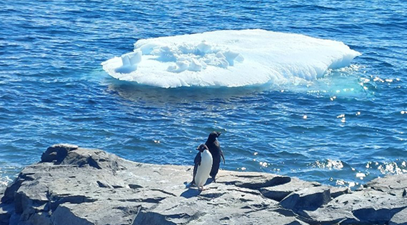 Two Adelie penguins