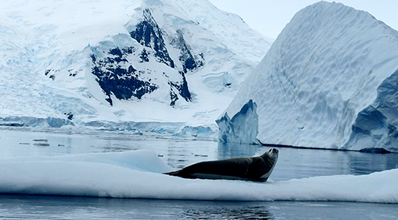 Seal sits on sea ice in Ryder Bay, Antarctica