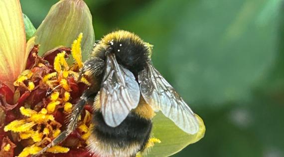Photo Credit: Marcia Spencer Bee on a orange Dahlia