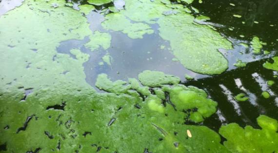 Lumpy cyanobacterial bloms Bright green lumps of algae in dark water