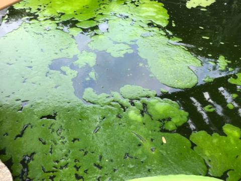 Lumpy cyanobacteria