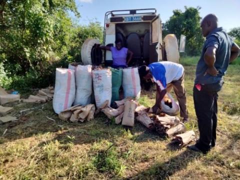 First harvest of Moringa seeds and pods from trials in Kibwezi, Kenya