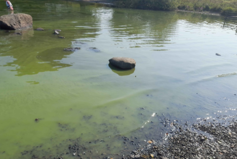 Cyanobacteria at Windermere