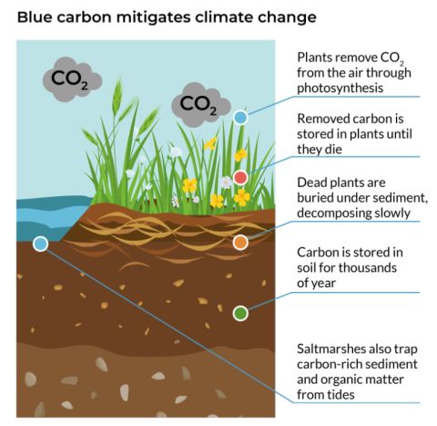 Infographic illustrating how blue carbon mitigates climate change