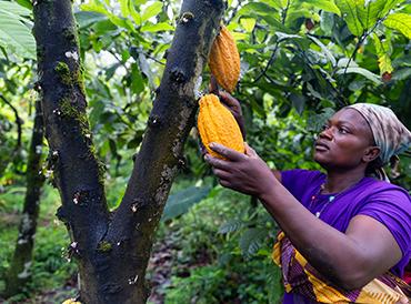 Cocoa farmer picking beans from tree