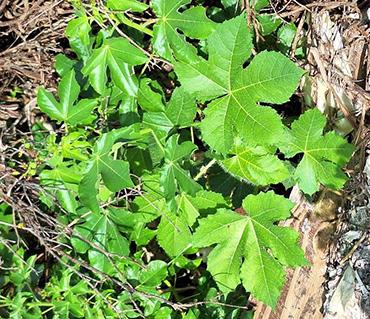 Patch of Tropical Bull Nettle (Cnidoscolus urens) on Anguilla 