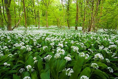 Alium flowers