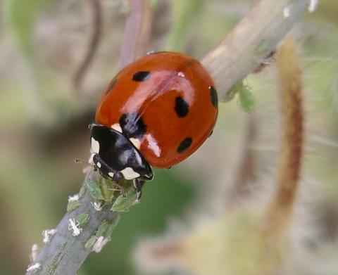 Can Ladybug Spots Tell You the Future?