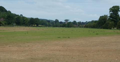 Browning grass in the Hambleden Valley, Buckinghamshire on 4 June 2020. Photo by David Boorman Browning grass in the Hambleden Valley, Buckinghamshire