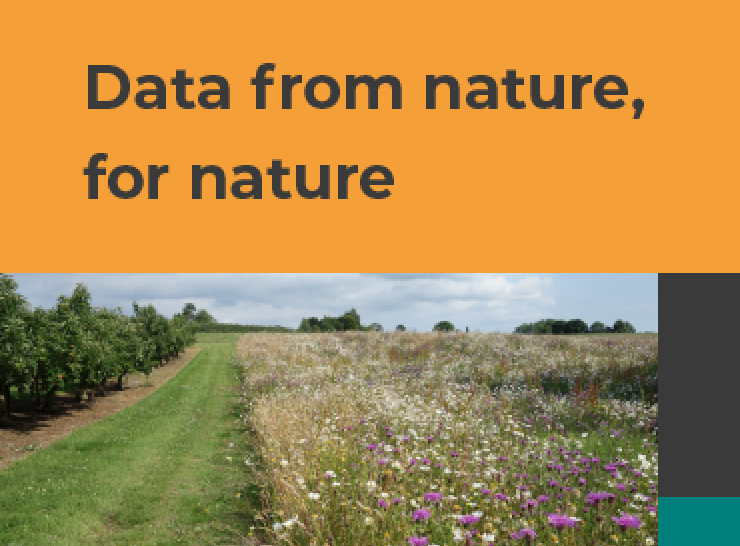 Image of a wildflower margin between a field and a hedgerow