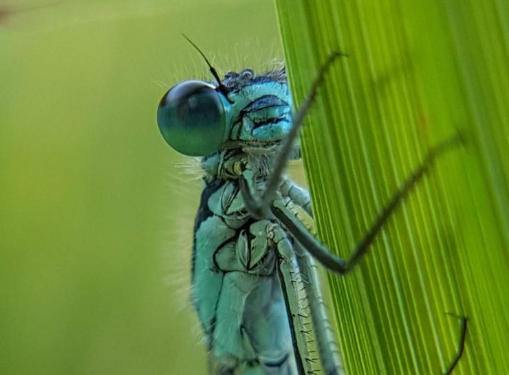 A damselfly. Photo: Steve Thackeray