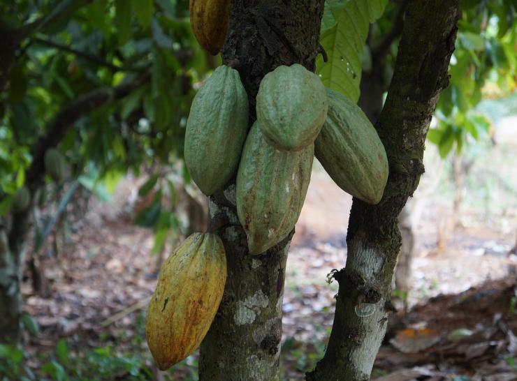 Cacao plant in Ghana