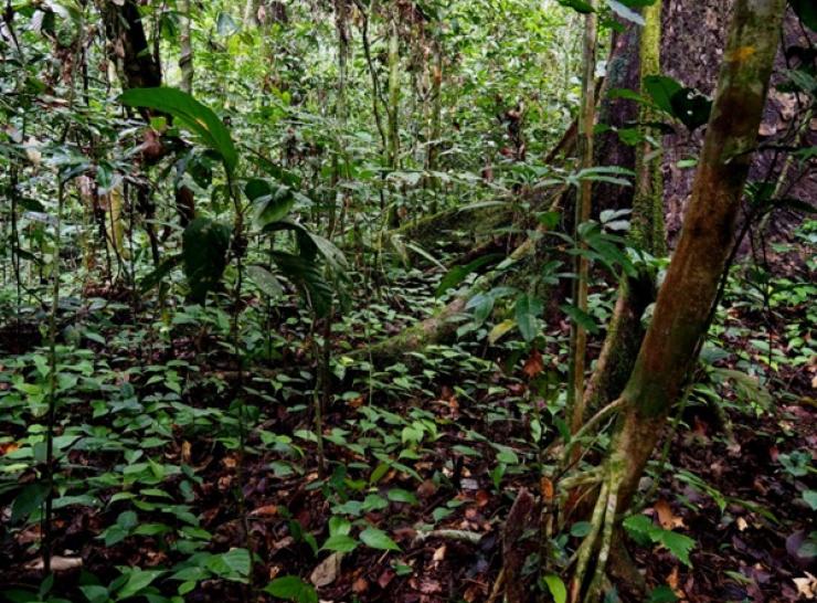 Unlogged forest. Photo: David Bartholomew