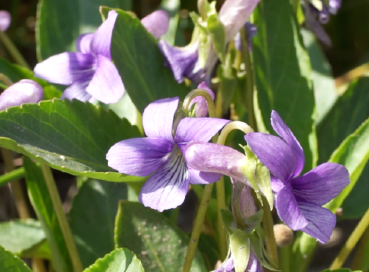 Dog violet flowers