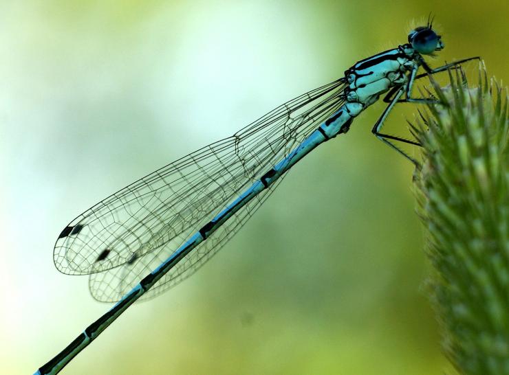 UKCEH Annual Report 2023 Dragonfly. Copyright Shutterstock