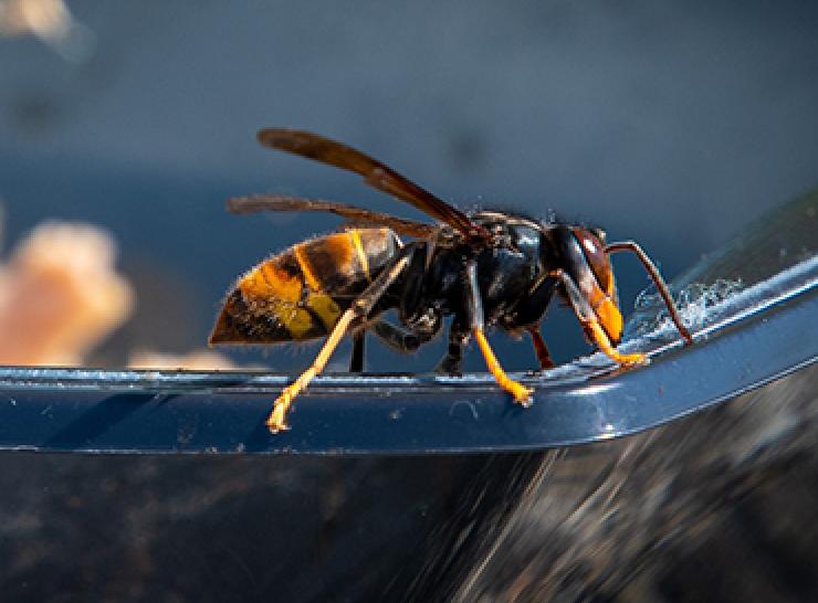 Vespa velutina sitting on the edge of a bowl