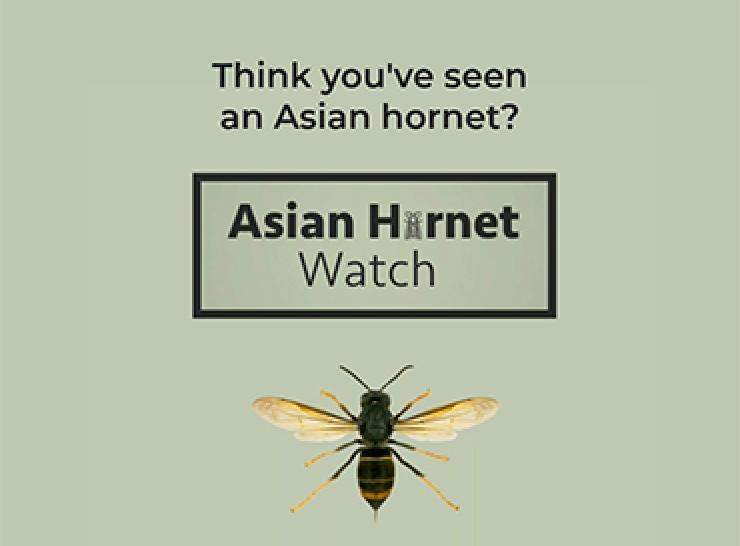 Asian Hornet Watch app thumbnail