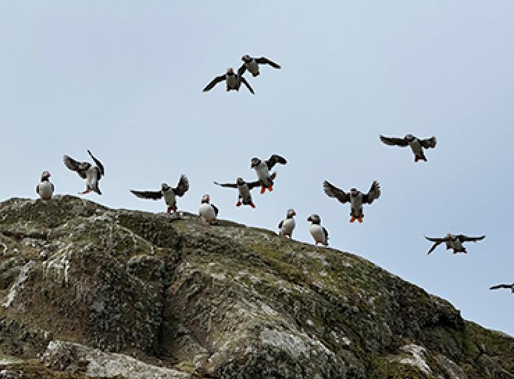 Puffins landing on a rock on the Isle of May
