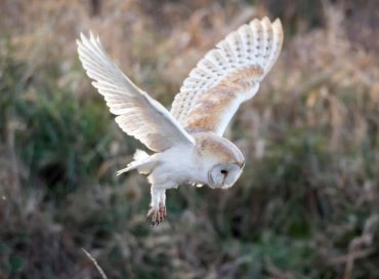 Predatory bird owl flying