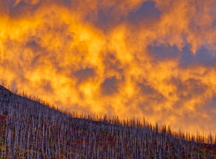 Wildfire in Alberta, 2023. Photo: iStock