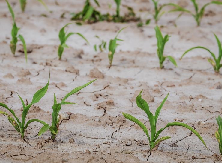 Cornfield in drougnt