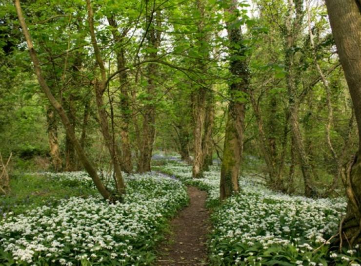 Pen-Yr Allt Wood, Pembrokeshire. Photo: Leen Depauw