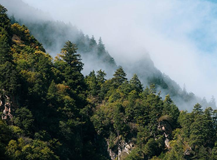 Treetops in a forest