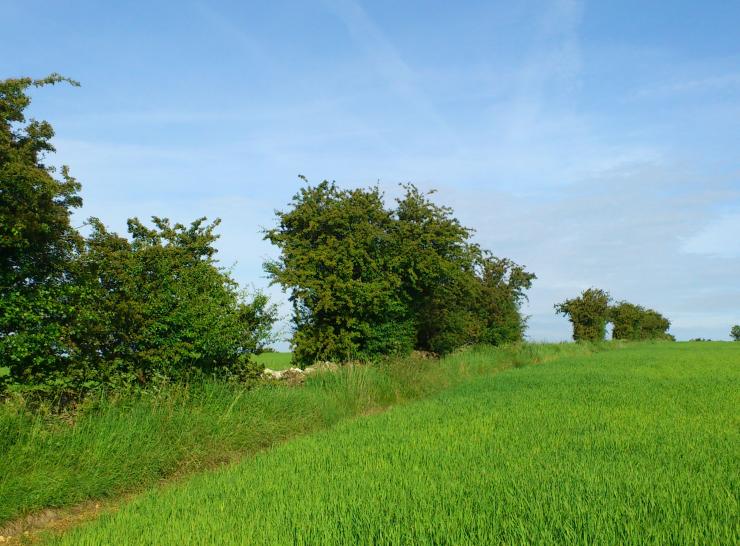 Unmanaged, gappy hedgerow