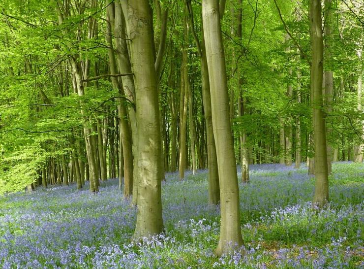 Trees and bluebells