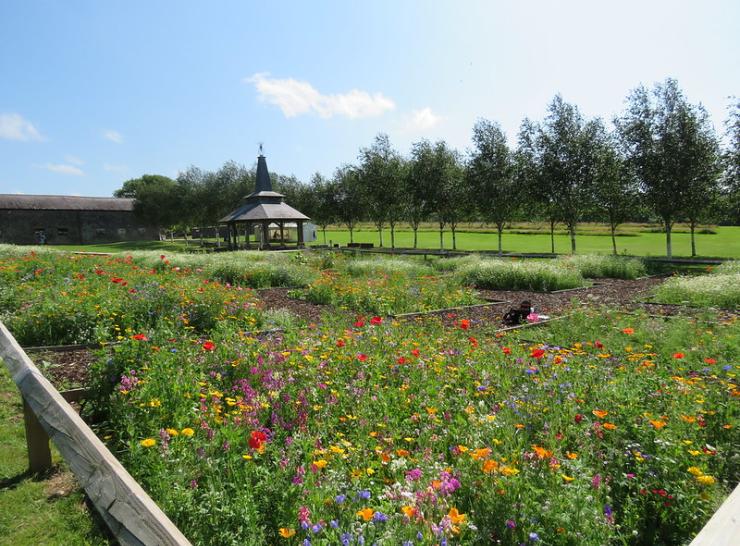 Seed mix plots. Photo: Natasha de Vere.