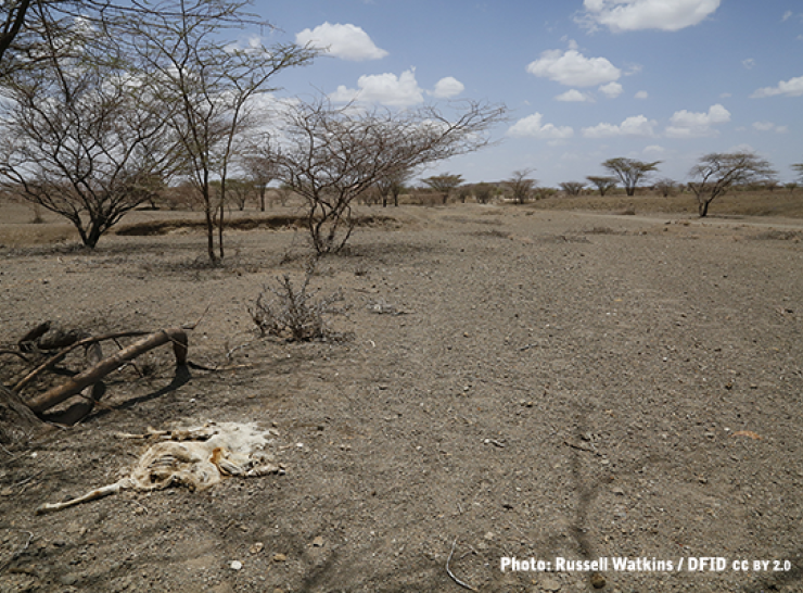 Animal remains on a dry river bed in Kenya